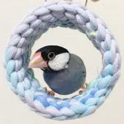 ステラの画像