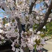 しょーこの画像
