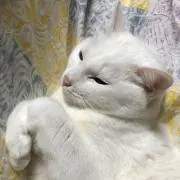 ハナ