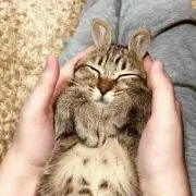 ぬこ