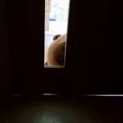 もちたぬの画像