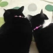 くーの画像