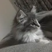 アルエ