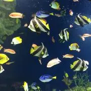 ナナ