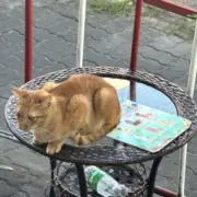 まーくんの画像