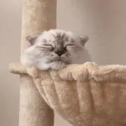 みる助