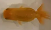 そこらへんのパパさんの画像