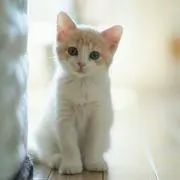さくらの画像