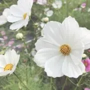 じょんの画像