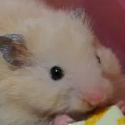 SAKAZの画像