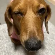 モモの画像