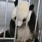 パンちゃんの画像