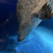 pipipiの画像
