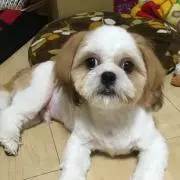 まの画像