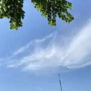 ペコの画像