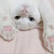 ❁Candyの画像