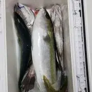 つよし