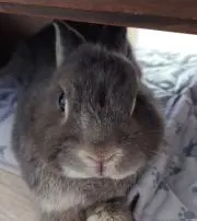 ぺーたー。の画像
