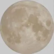 ぽんの画像