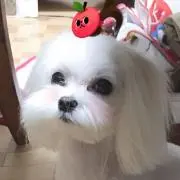 マミルキィ