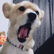 よよよ☆の画像