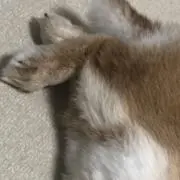 あかの画像