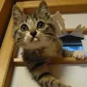 ちゅ〜る
