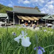 NEXT PONYの画像