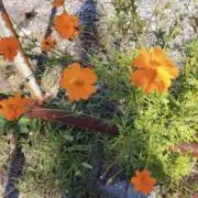 かな(※現在発送に4〜7日程かかります)の画像