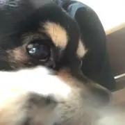 ありゃん