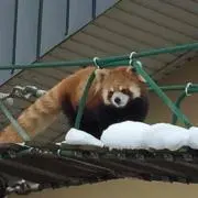 たぬき
