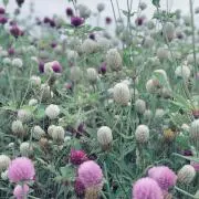 えりの画像