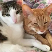 ぺこぽこ