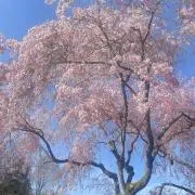 エルサの画像