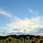 アスカの画像