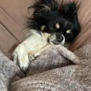 ぶっきーの画像