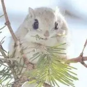 ペコの画像
