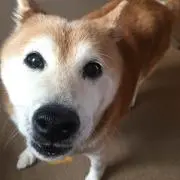 yuuuuuの画像