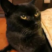 kiki