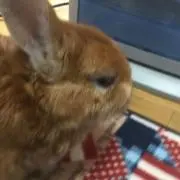 btの画像