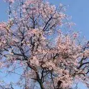 ロキアの画像