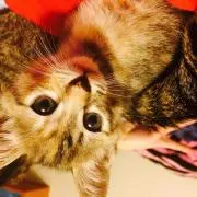 ちーちゃん