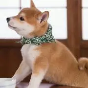 もちきち
