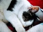 オマツの画像