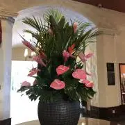 Bambiの画像