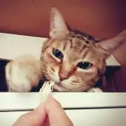 モモ＊プロフィールの確認して下さいの画像