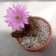 白樺の画像