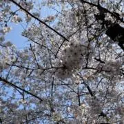 piの画像