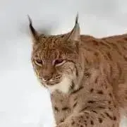 Lynxlynx☆の画像
