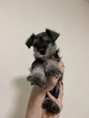 mococoの画像